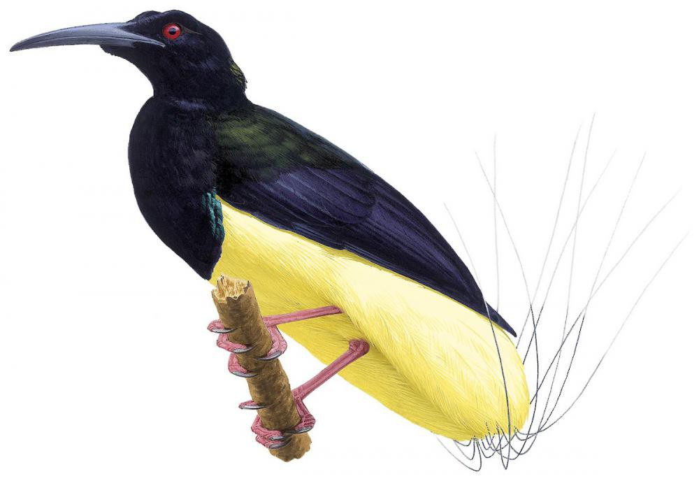 Twelve-wired Bird-of-Paradise / Seleucidis melanoleucus