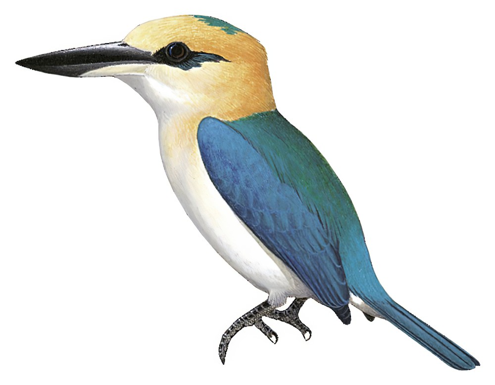 Niau Kingfisher / Todiramphus gertrudae