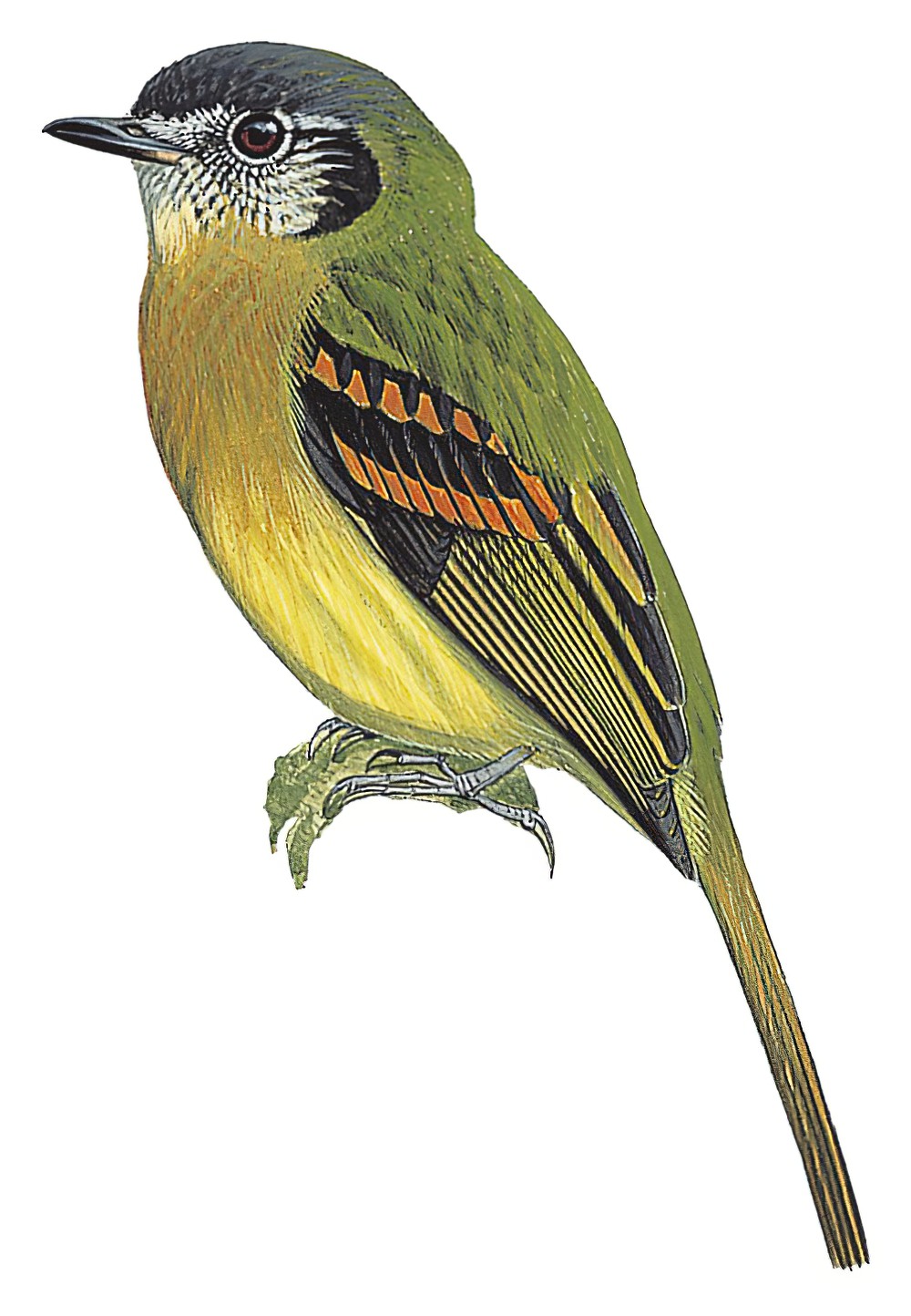 Inca Flycatcher / Leptopogon taczanowskii