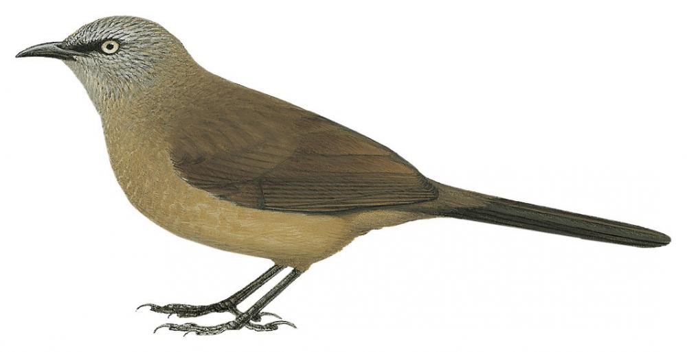 Black-faced Babbler / Turdoides melanops