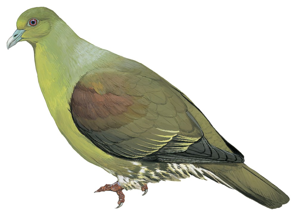 Whistling Green-Pigeon / Treron formosae