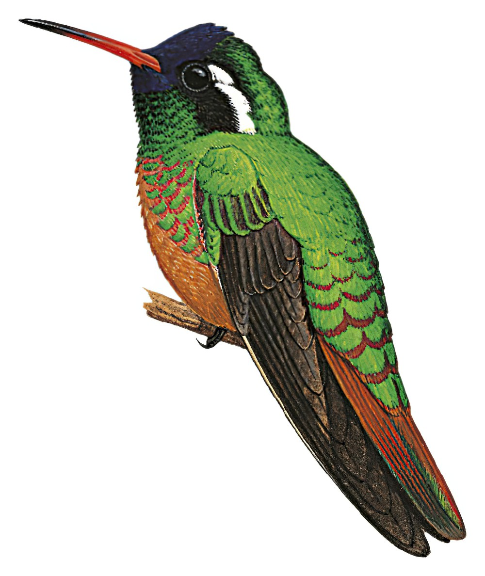 Xantus\'s Hummingbird / Hylocharis xantusii