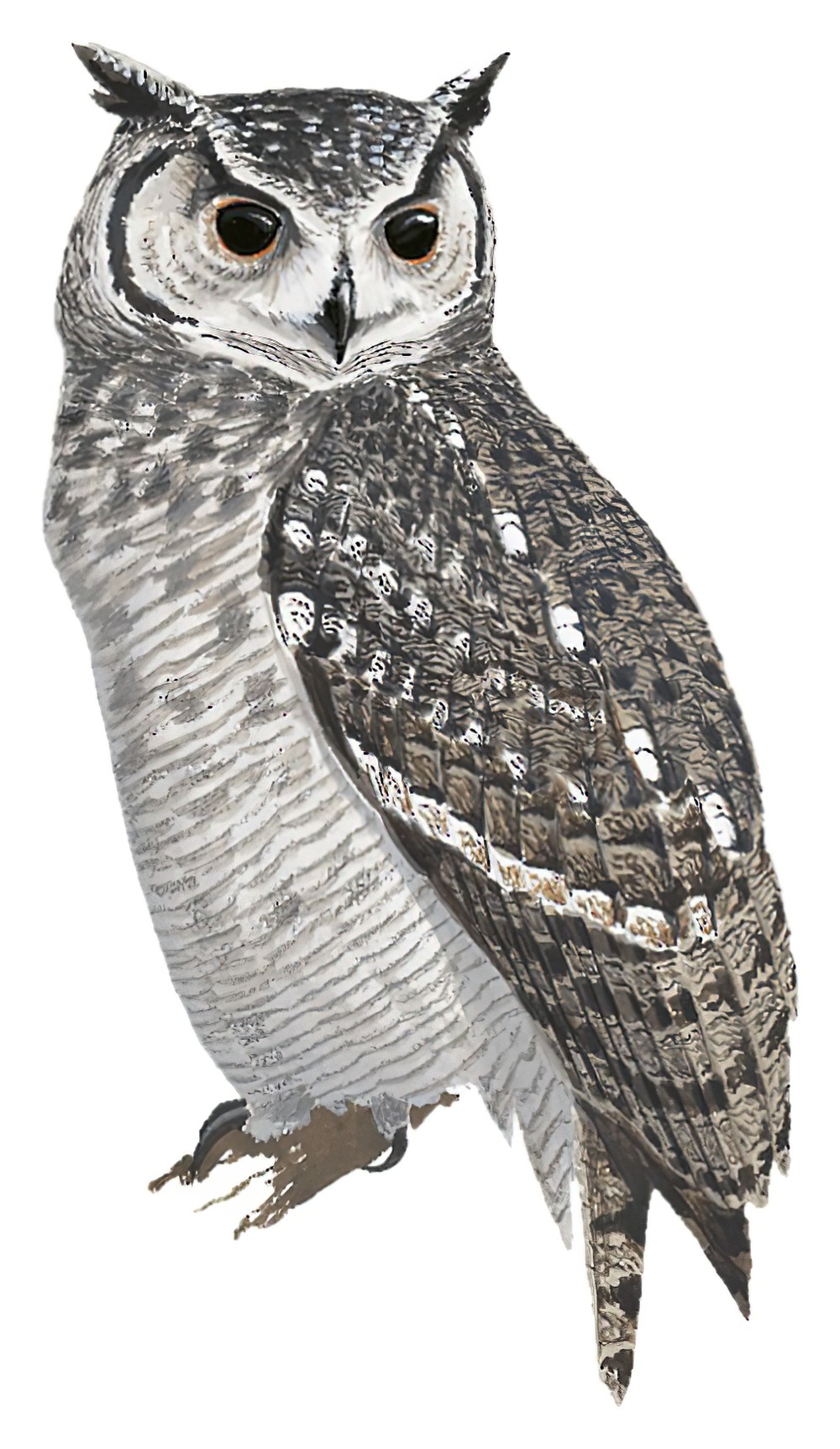 Grayish Eagle-Owl / Bubo cinerascens