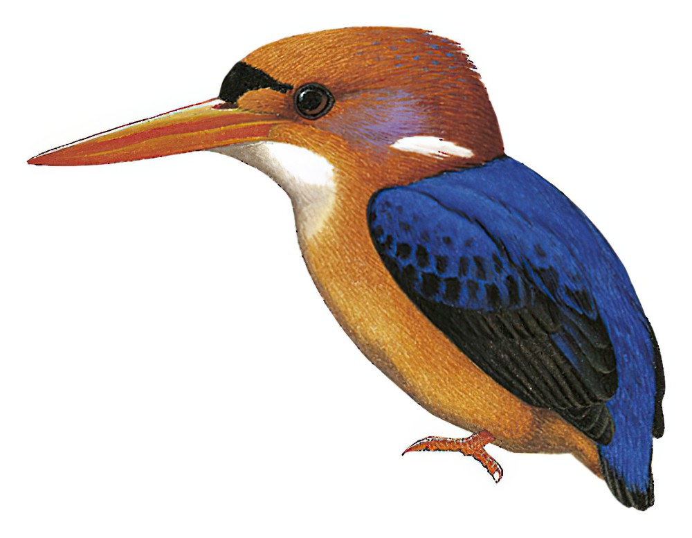 African Dwarf Kingfisher / Ispidina lecontei