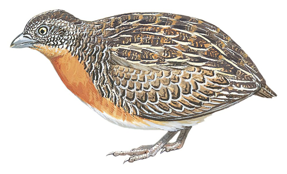 Red-chested Buttonquail / Turnix pyrrhothorax