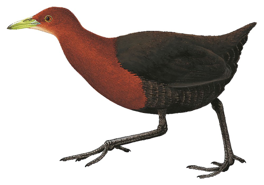Red-necked Crake / Rallina tricolor