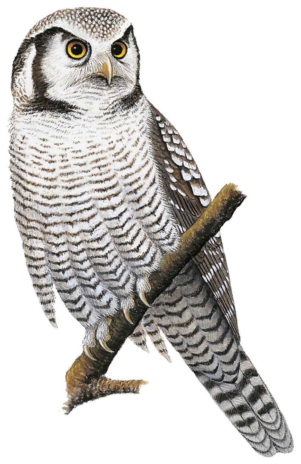 Northern Hawk Owl / Surnia ulula