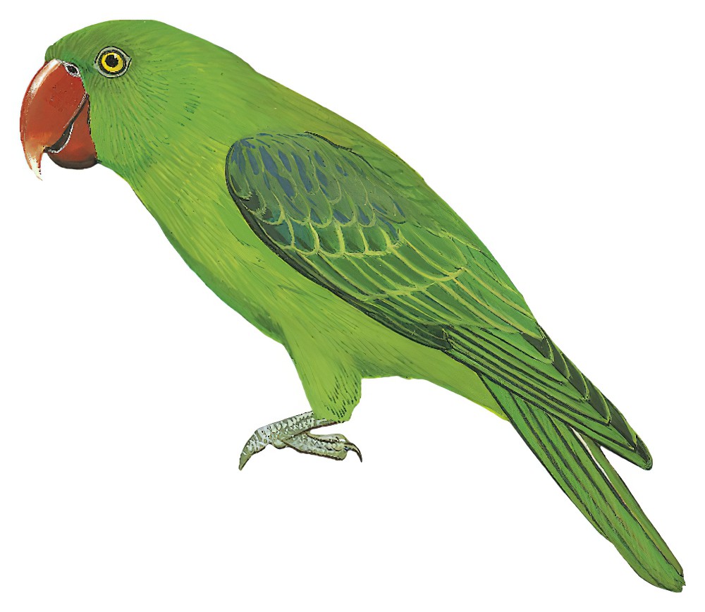 Azure-rumped Parrot / Tanygnathus sumatranus
