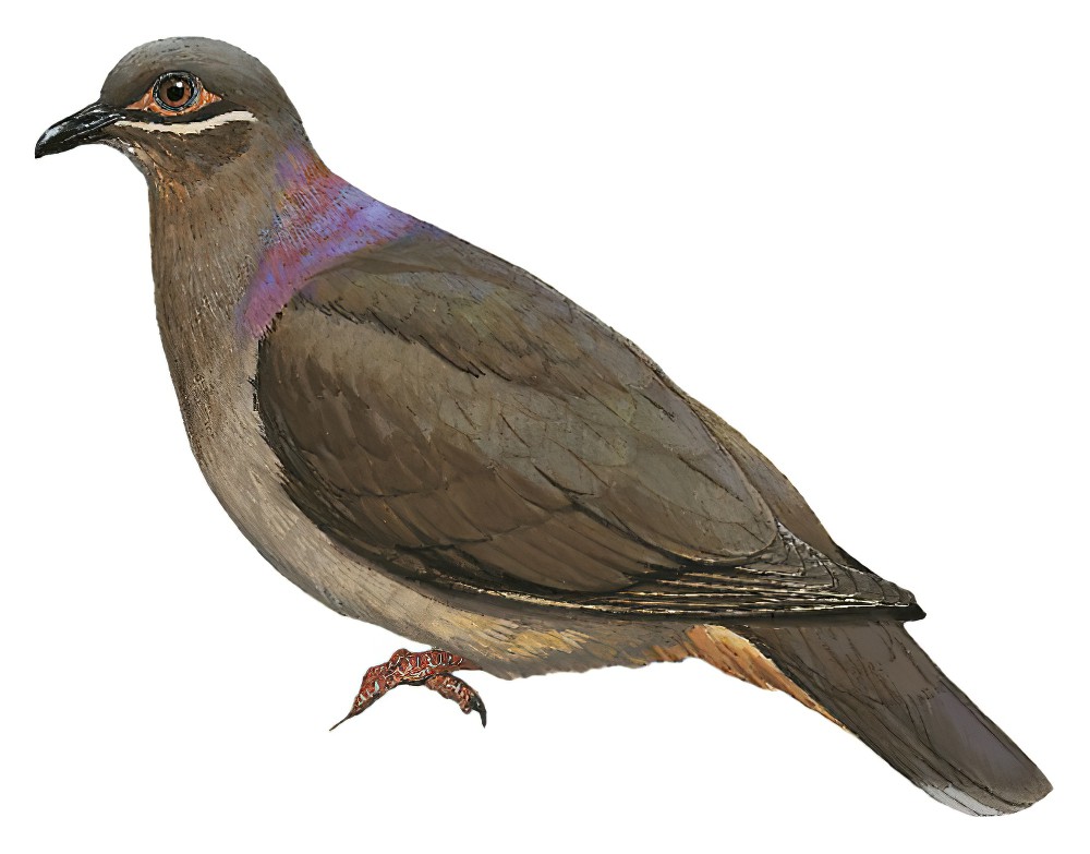 Amethyst Brown-Dove / Phapitreron amethystinus