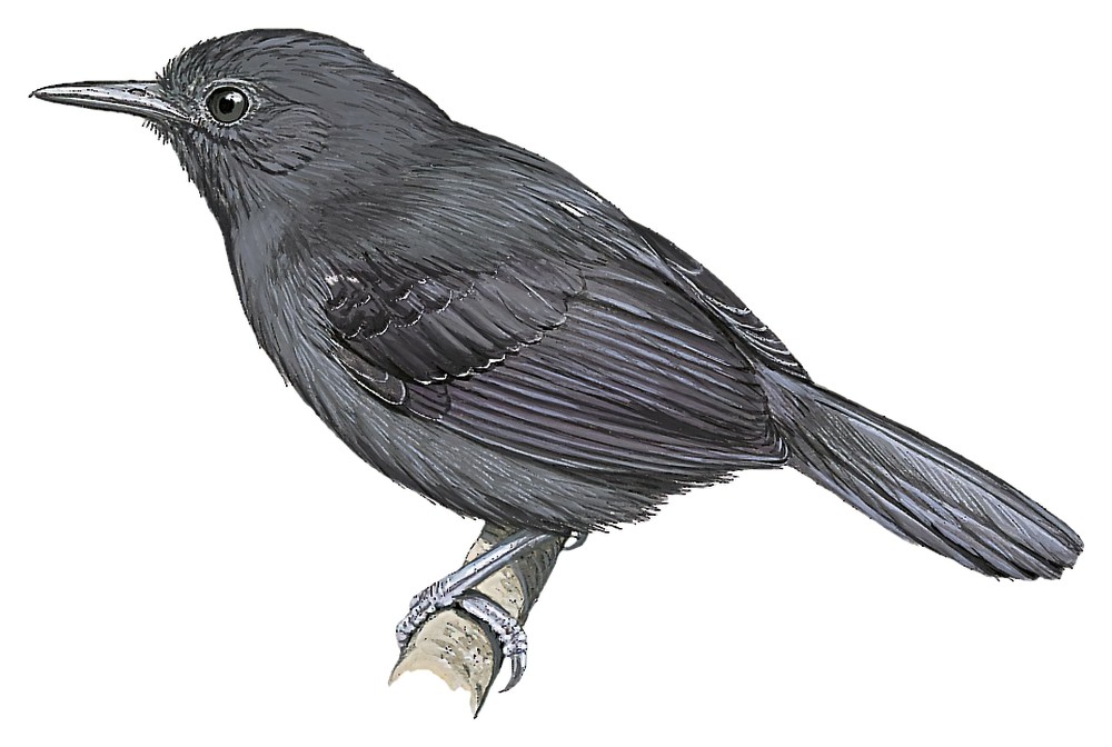 Riparian Antbird / Cercomacroides fuscicauda