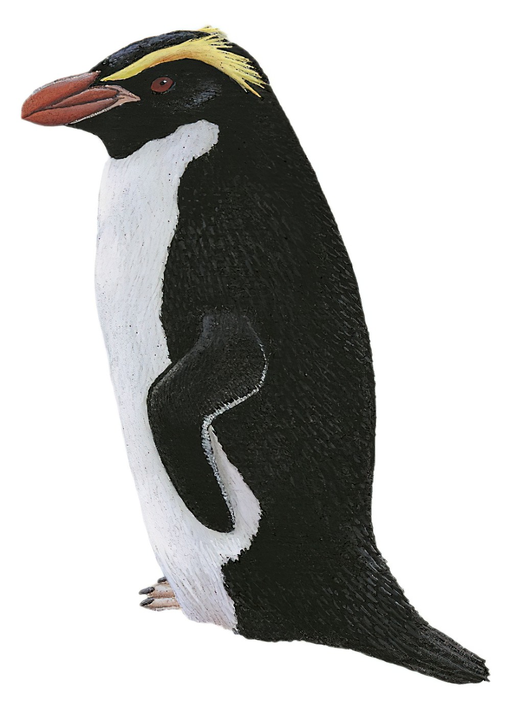 Snares Penguin / Eudyptes robustus