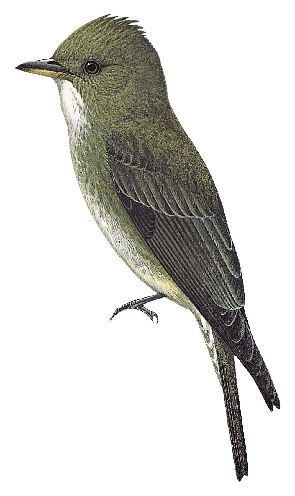 Olive-sided Flycatcher / Contopus cooperi