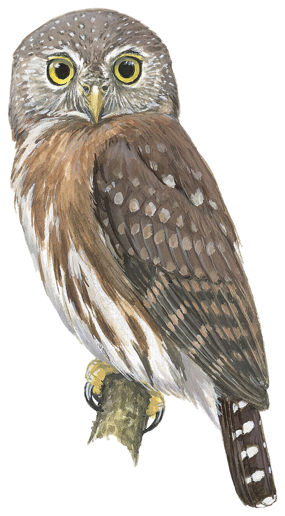 Pernambuco Pygmy-Owl / Glaucidium mooreorum