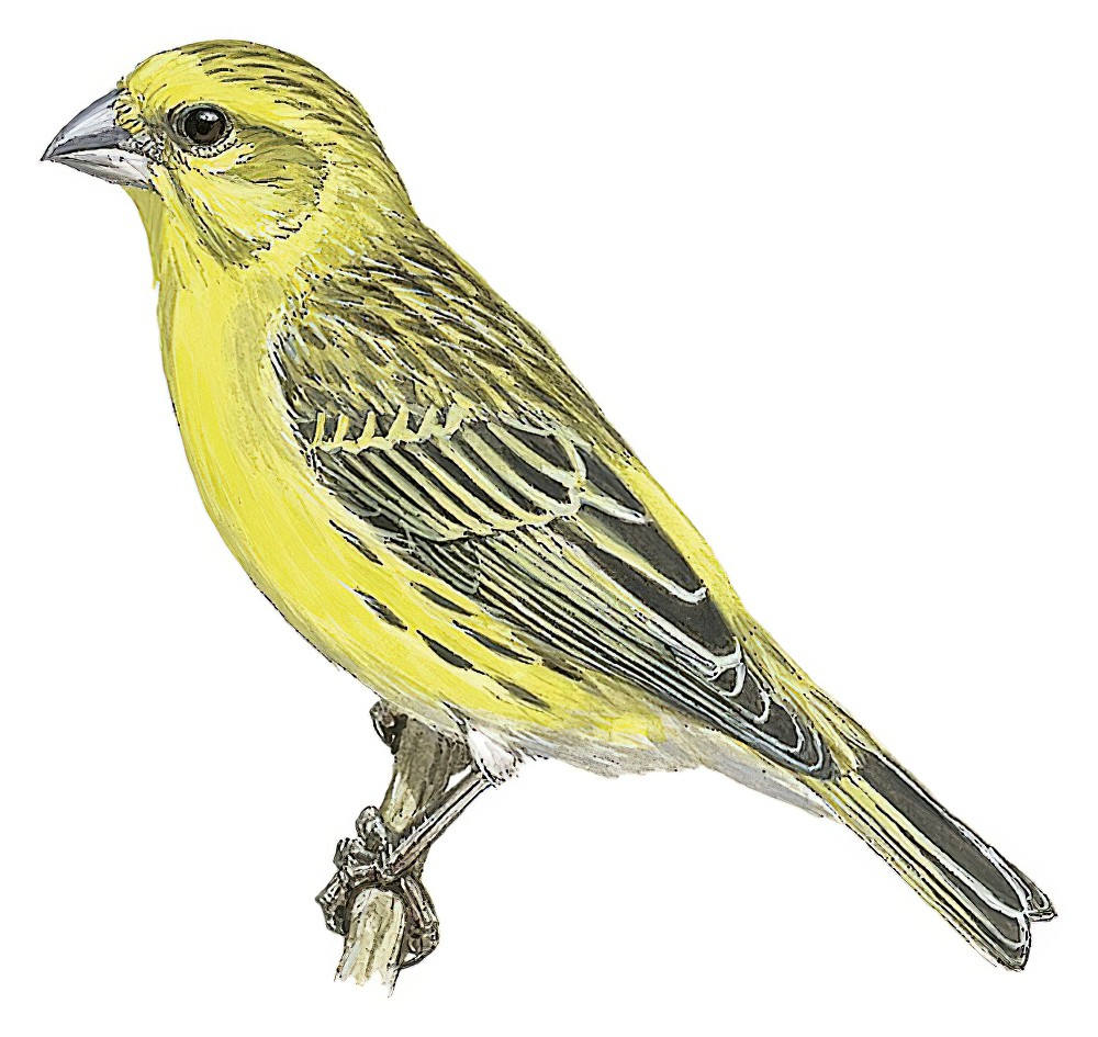 White-bellied Canary / Crithagra dorsostriata