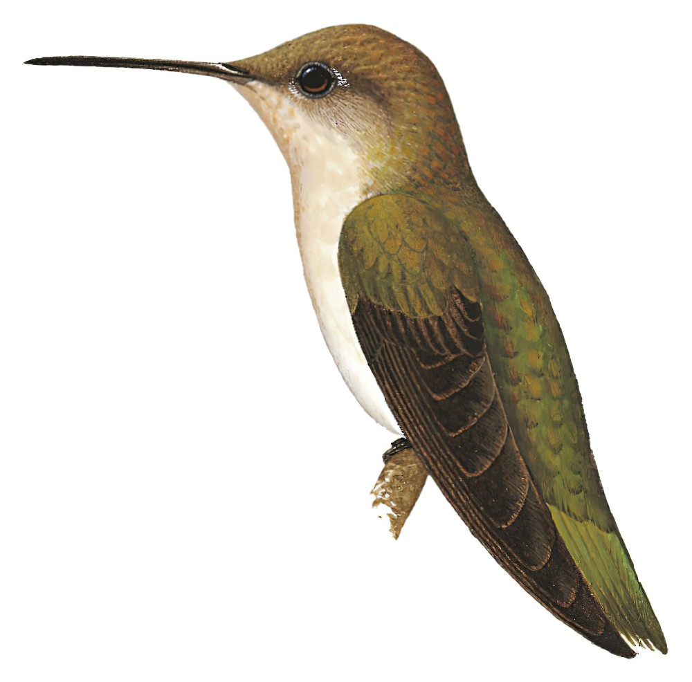 Tumbes Hummingbird / Leucippus baeri