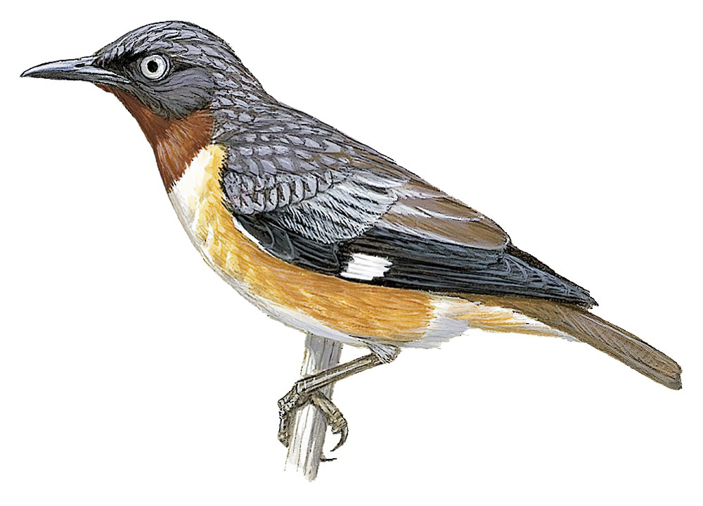 Spot-winged Starling / Saroglossa spilopterus