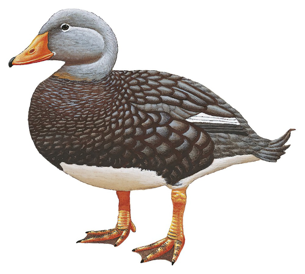 Falkland Steamer-Duck / Tachyeres brachypterus