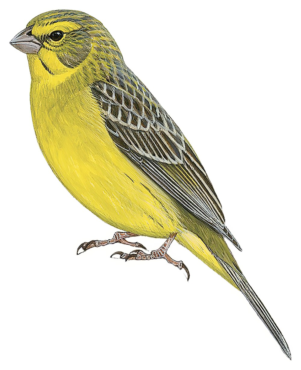 Grassland Yellow-Finch / Sicalis luteola