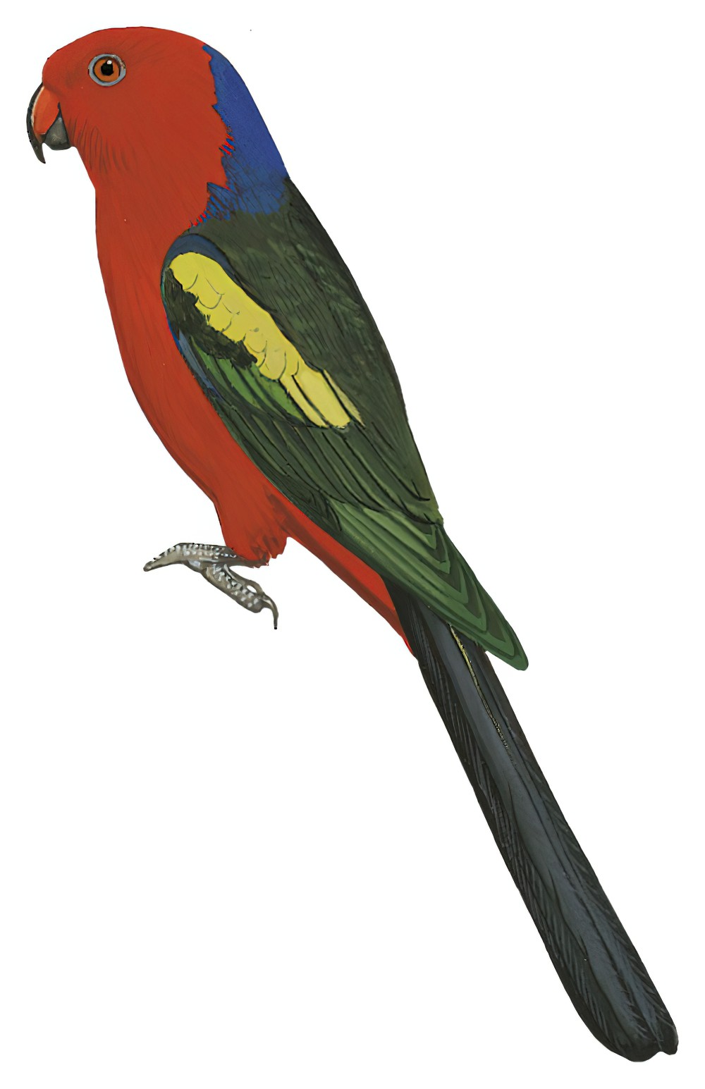 Papuan King-Parrot / Alisterus chloropterus