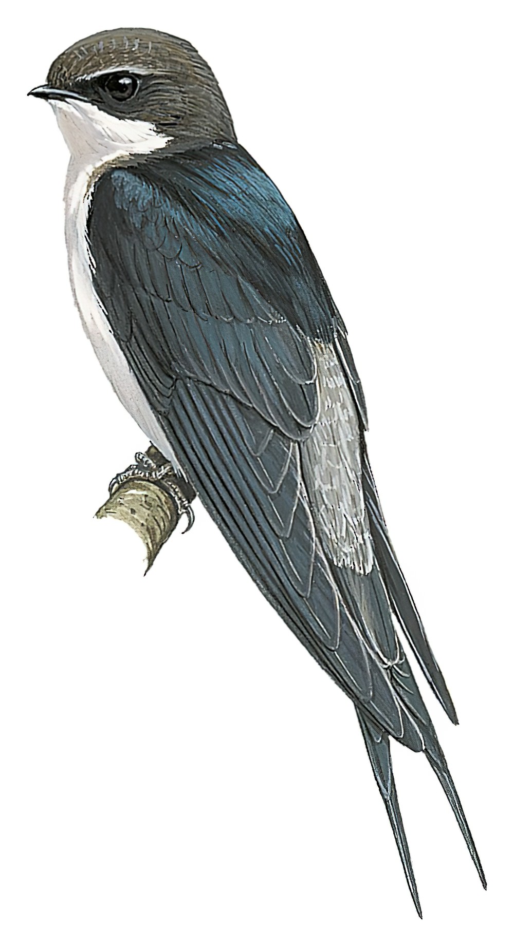 Gray-rumped Swallow / Pseudhirundo griseopyga