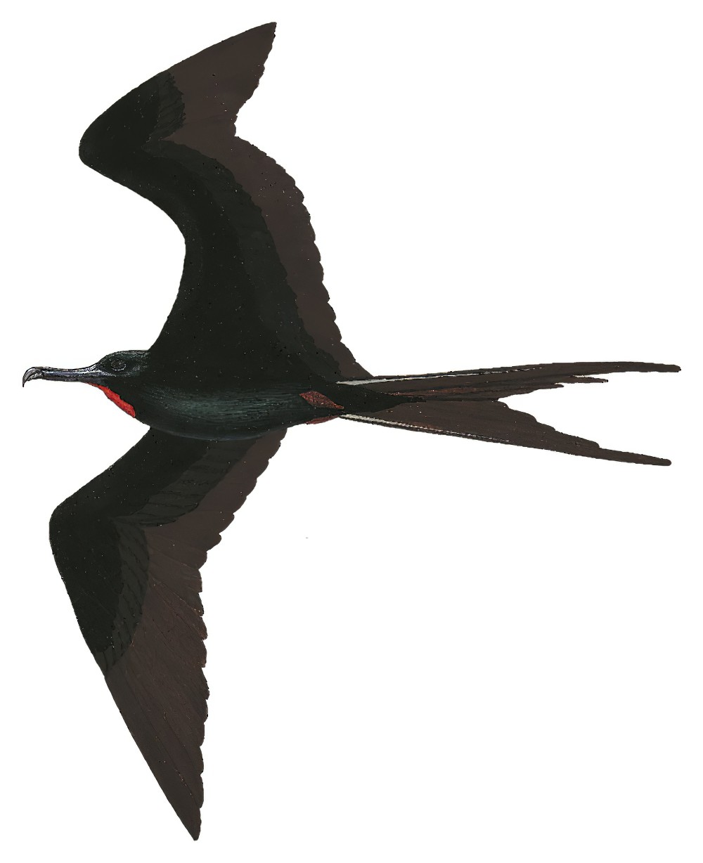 Great Frigatebird / Fregata minor
