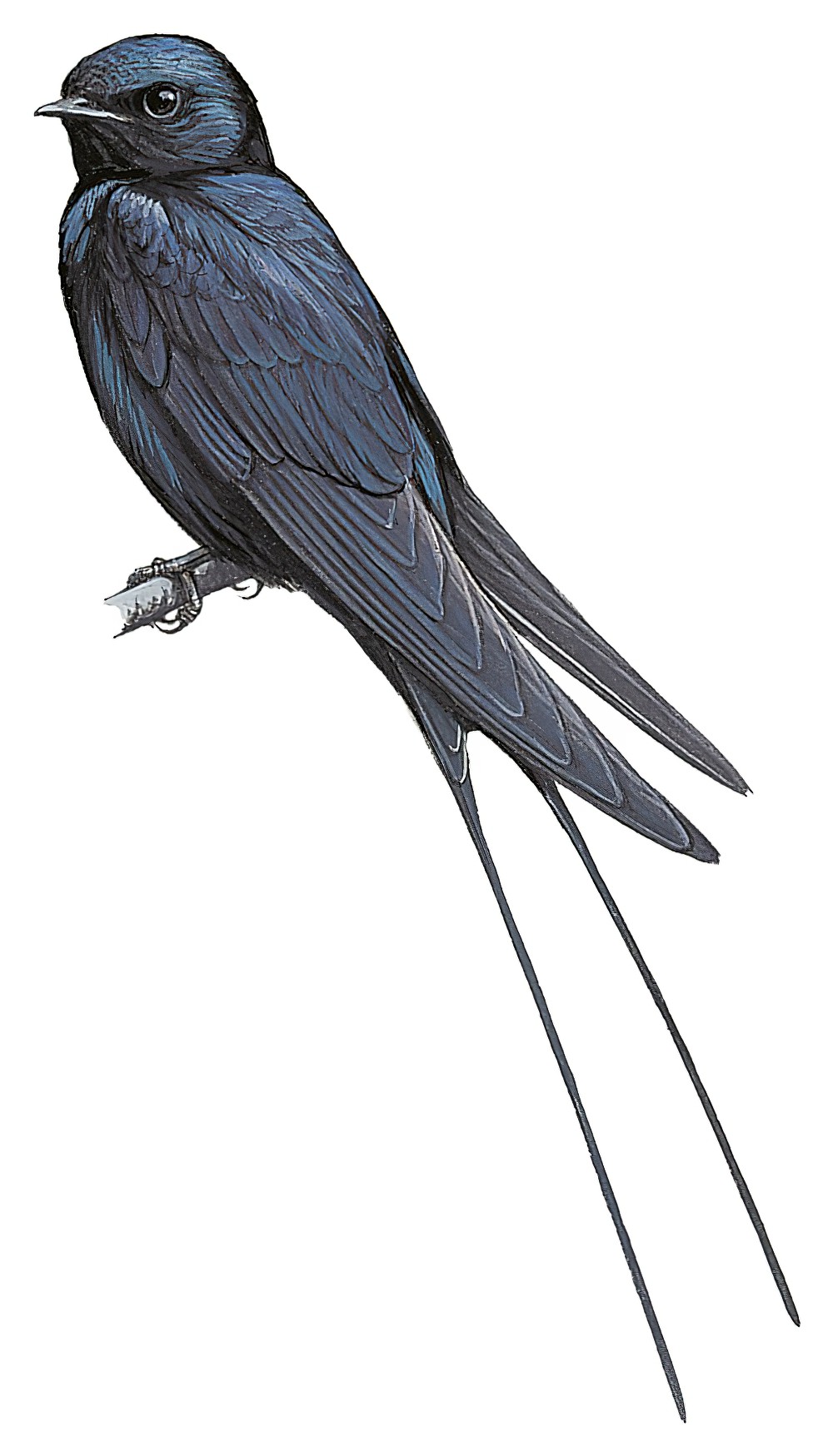 Montane Blue Swallow / Hirundo atrocaerulea