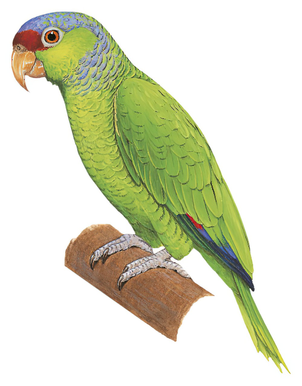 Lilac-crowned Parrot / Amazona finschi