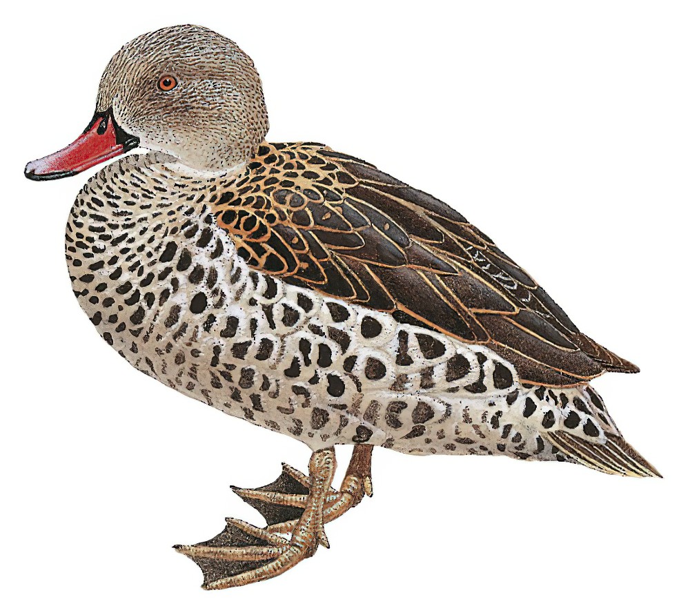 Cape Teal / Anas capensis