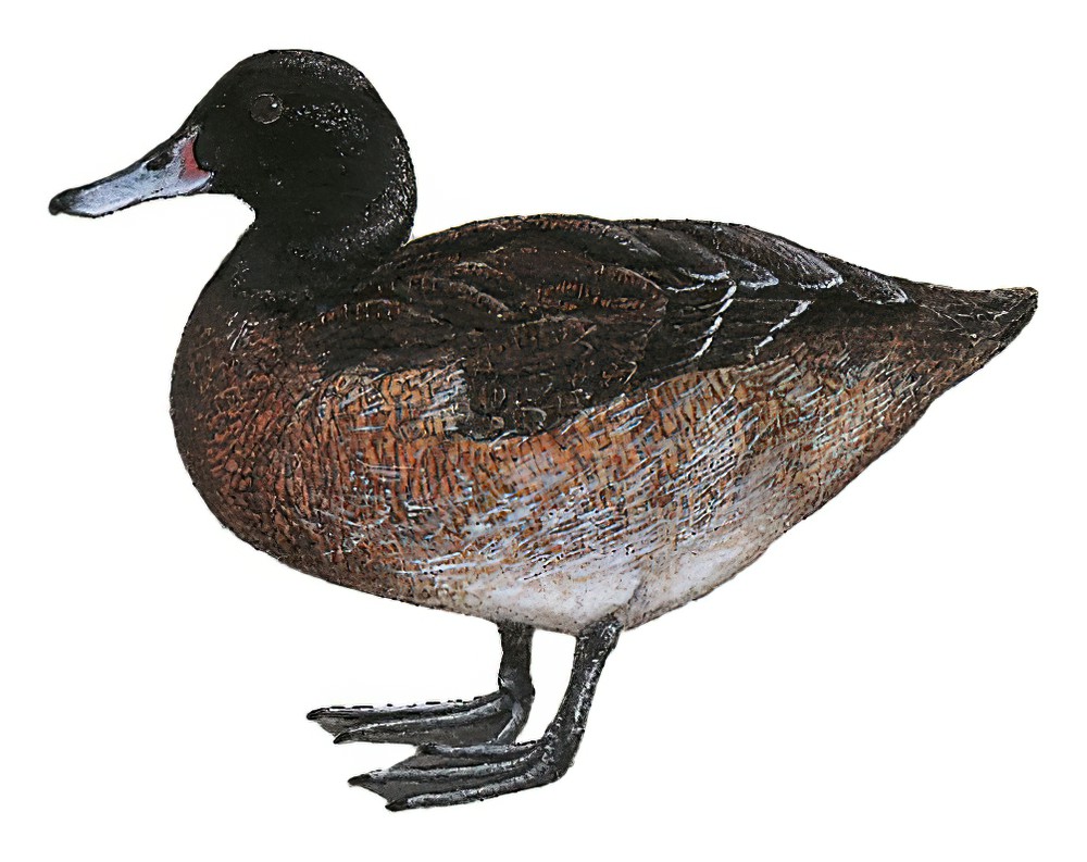 Black-headed Duck / Heteronetta atricapilla