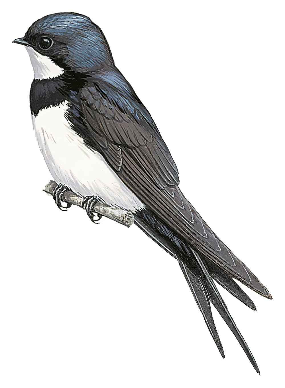 Black-collared Swallow / Pygochelidon melanoleuca