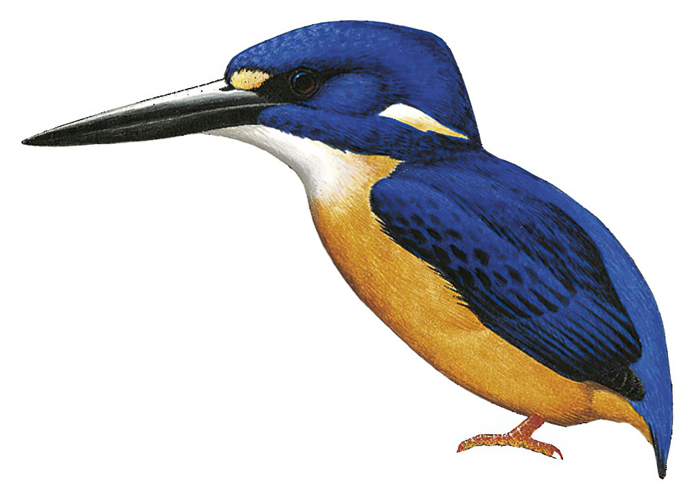 Papuan Dwarf-Kingfisher / Ceyx solitarius