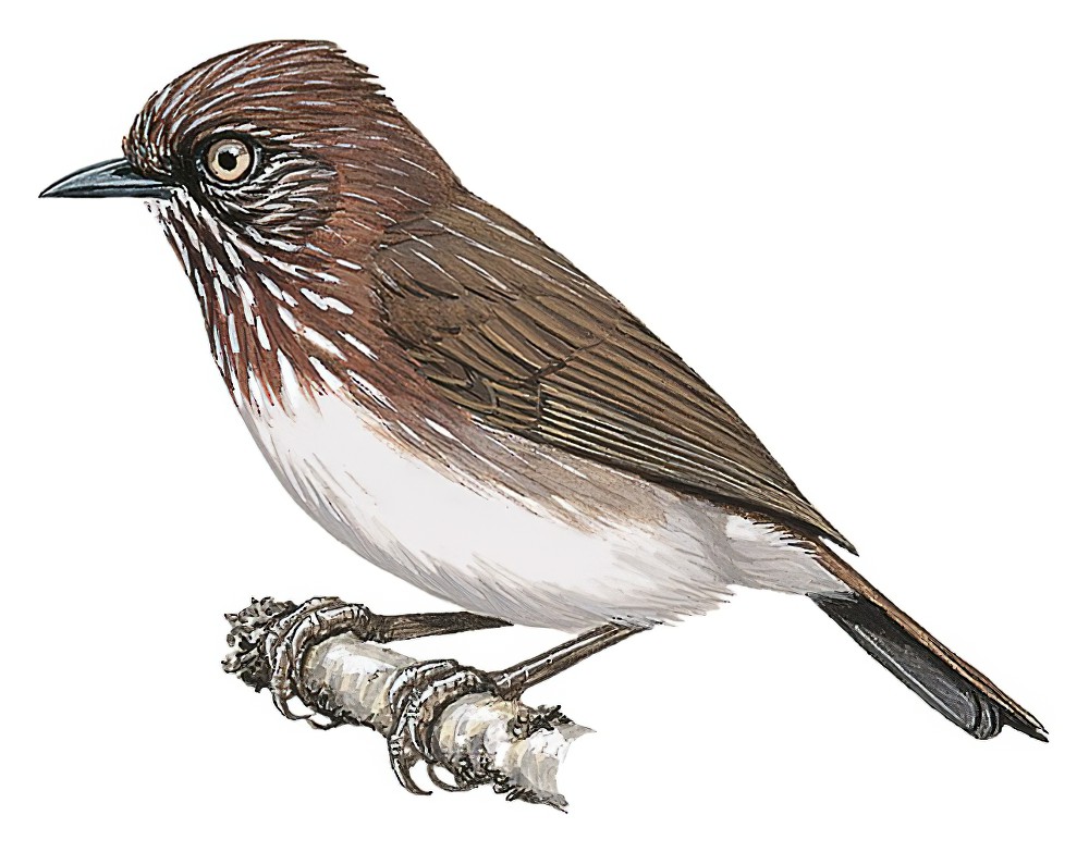 Mindanao Pygmy-Babbler / Dasycrotapha plateni