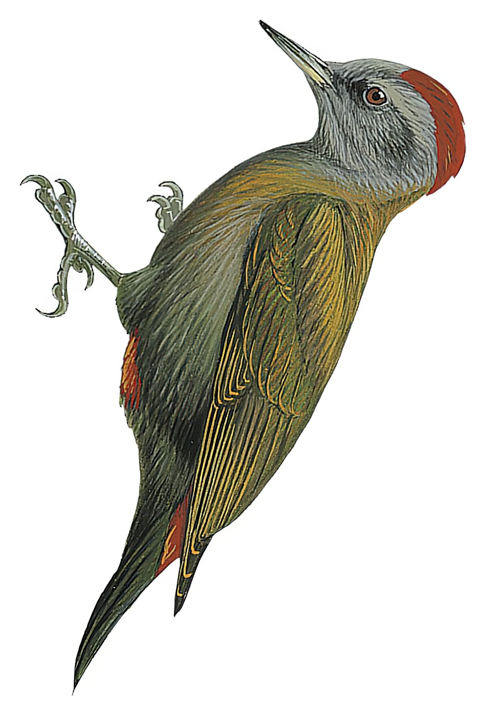 Olive Woodpecker / Chloropicus griseocephalus