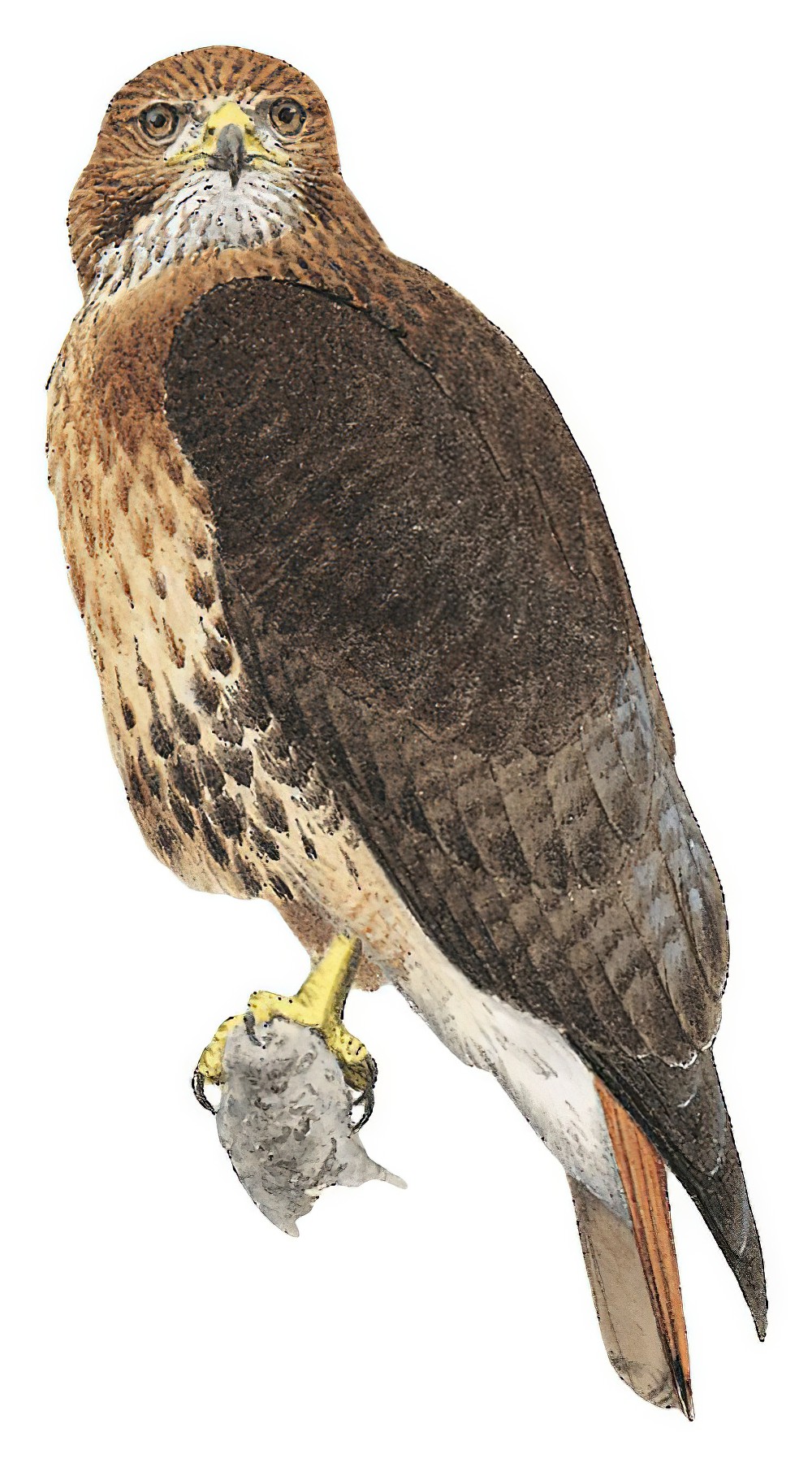 Red-tailed Hawk / Buteo jamaicensis