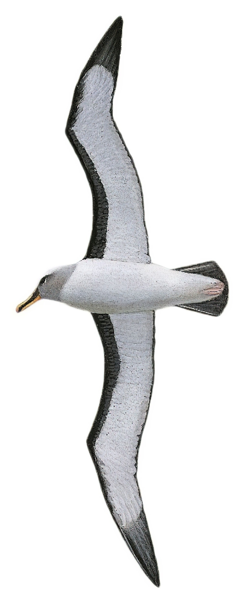 Buller\'s Albatross / Thalassarche bulleri