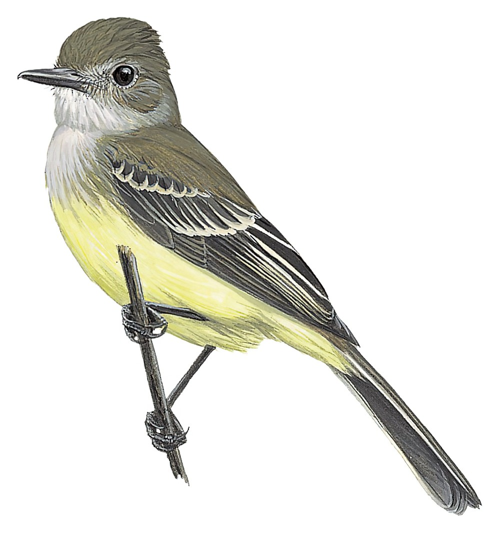 Pale-edged Flycatcher / Myiarchus cephalotes