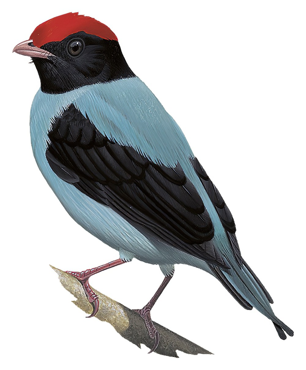 Swallow-tailed Manakin / Chiroxiphia caudata