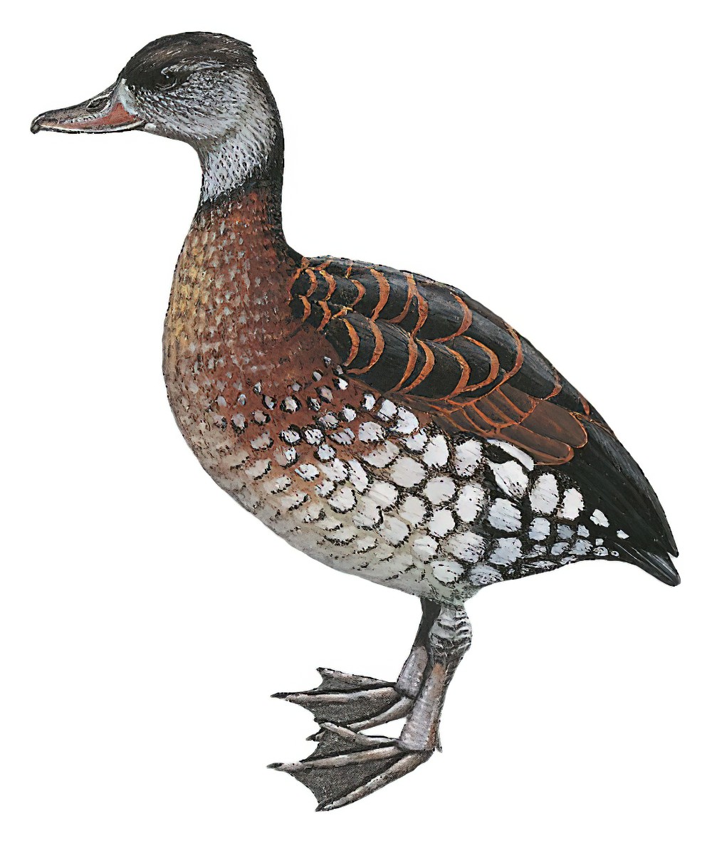 Spotted Whistling-Duck / Dendrocygna guttata