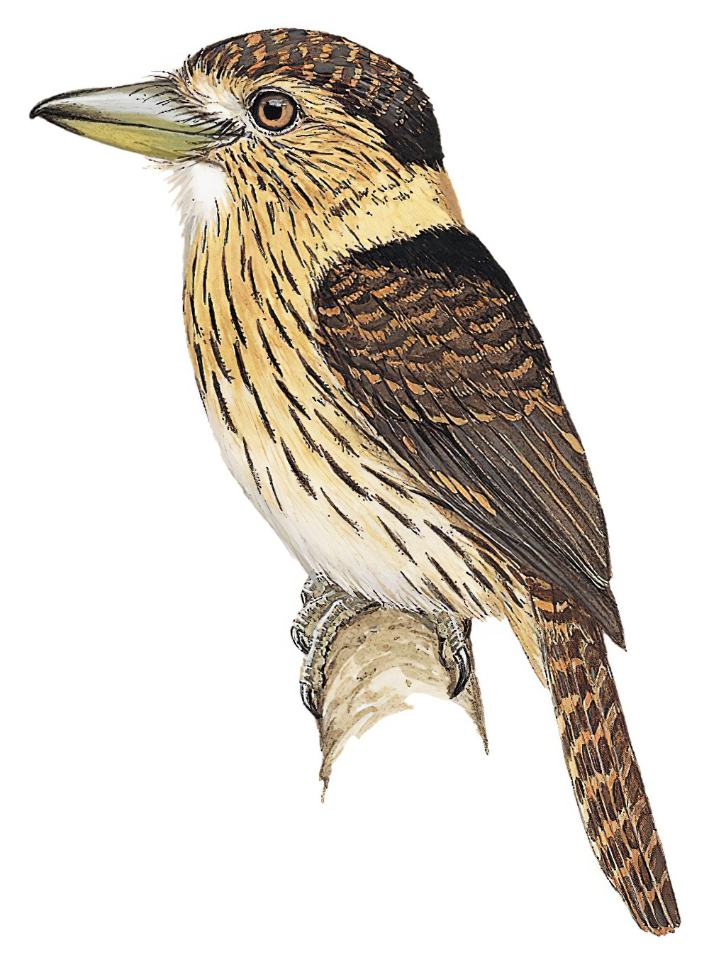 Eastern Striolated-Puffbird / Nystalus striolatus