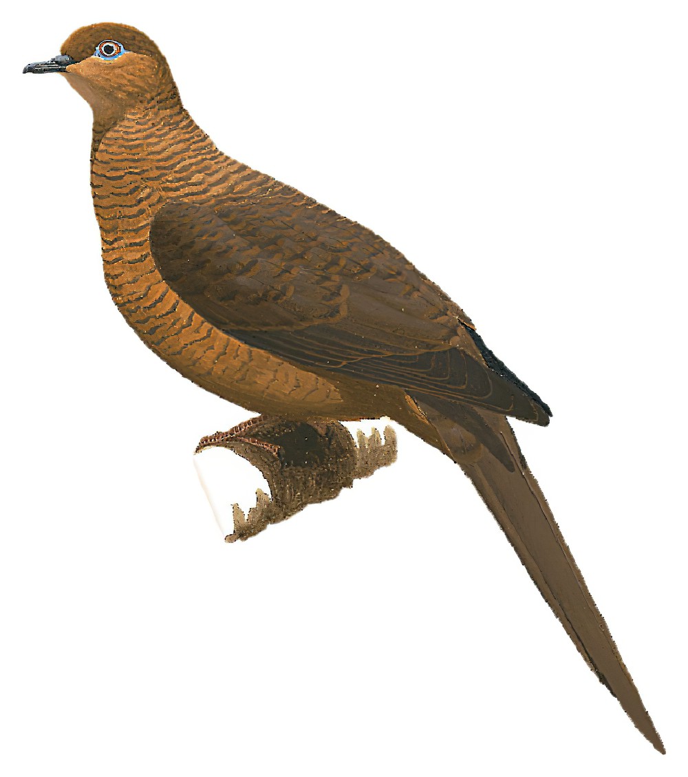 Timor Cuckoo-Dove / Macropygia magna