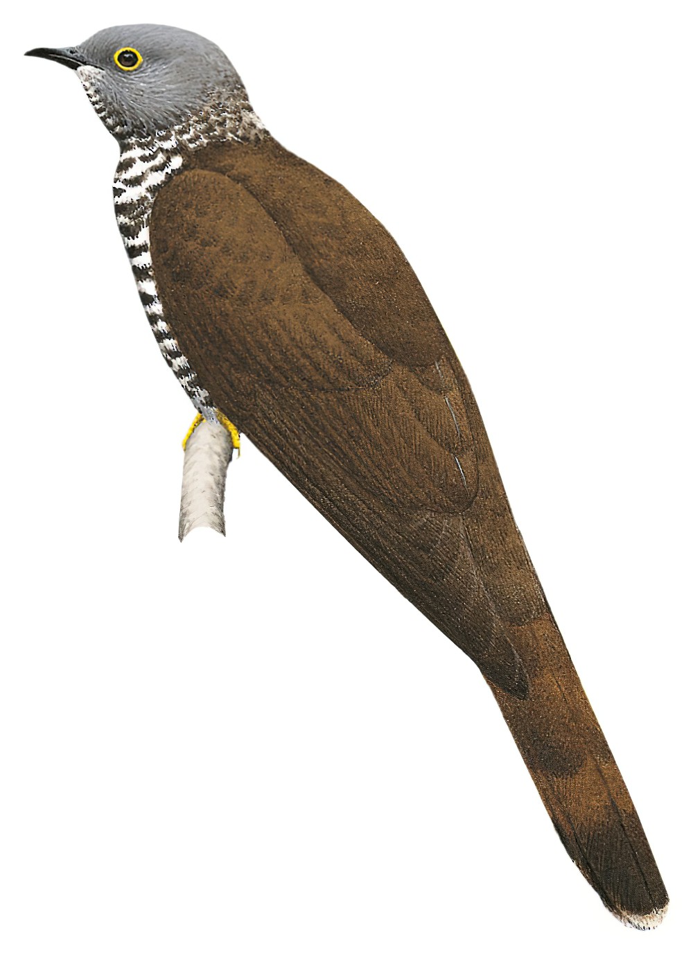 Sulawesi Cuckoo / Cuculus crassirostris