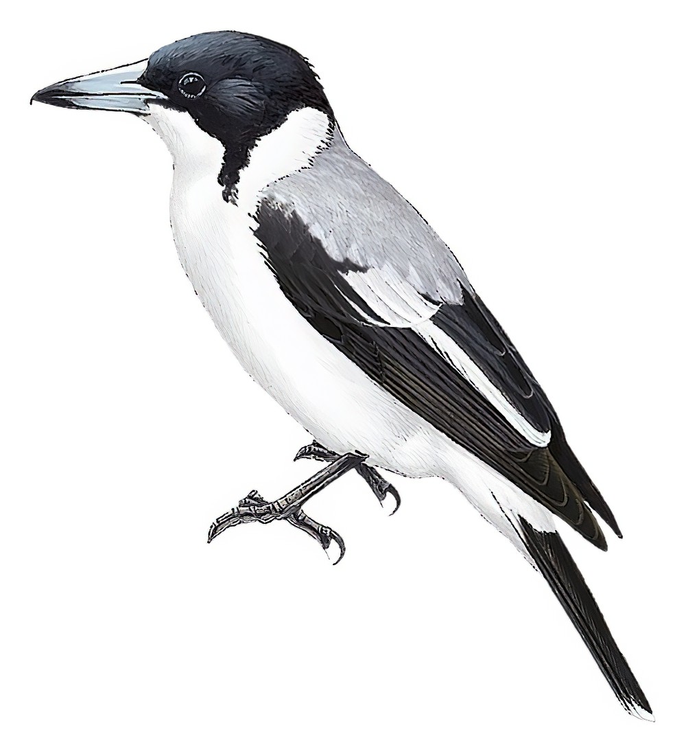 Silver-backed Butcherbird / Cracticus argenteus