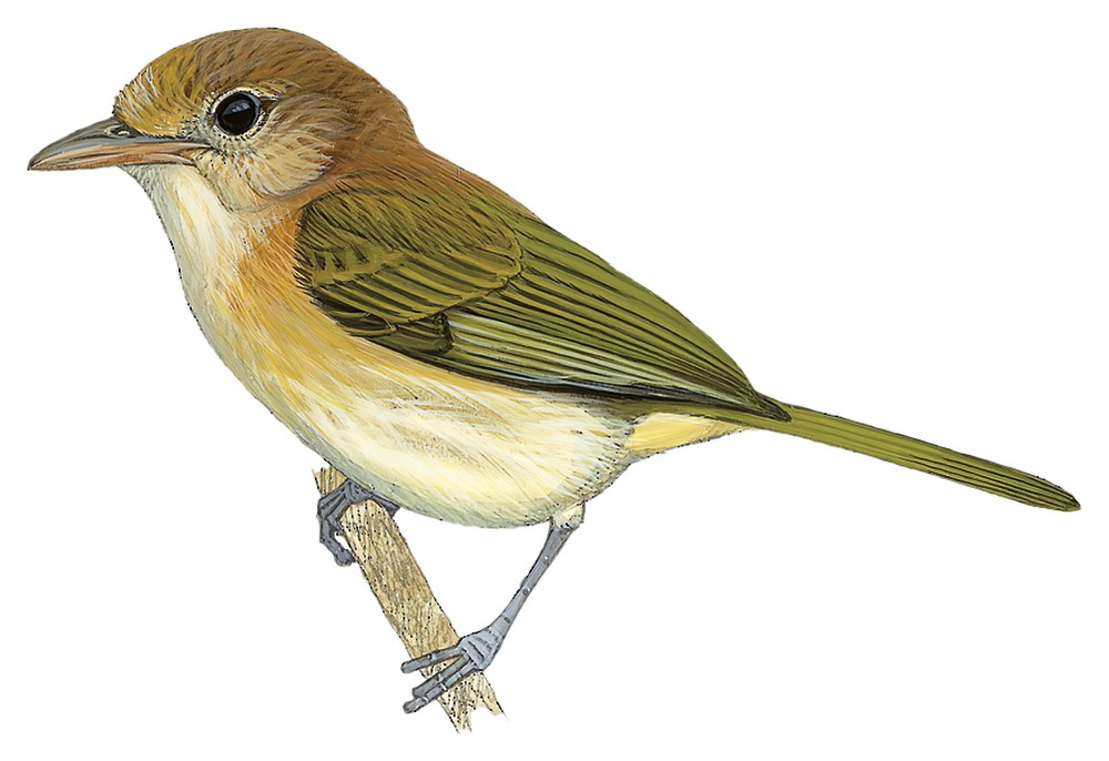 Golden-fronted Greenlet / Pachysylvia aurantiifrons