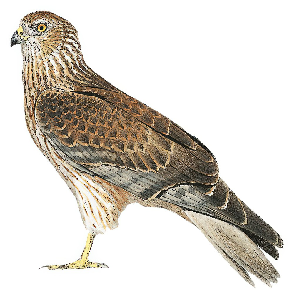 Swamp Harrier / Circus approximans