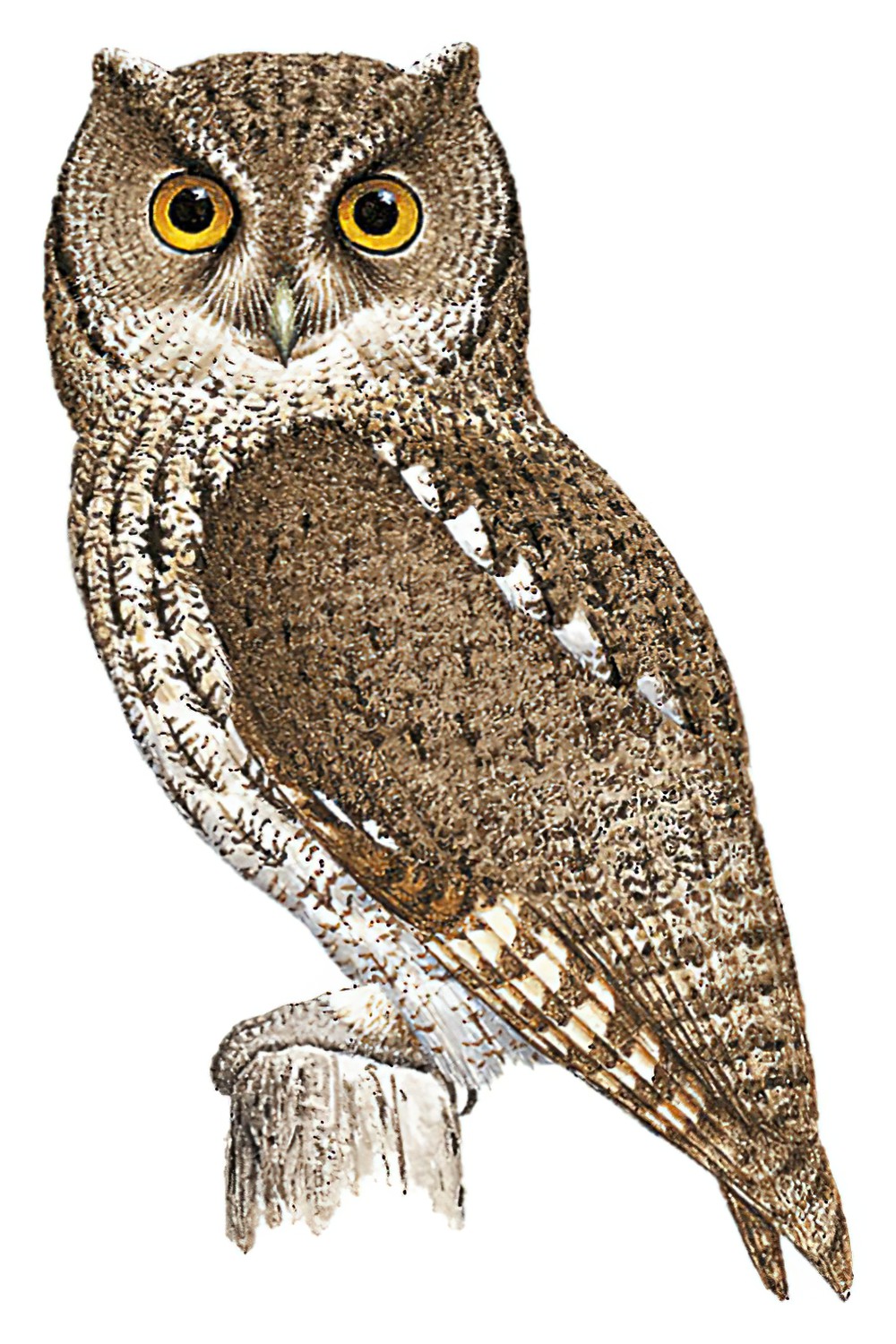 Montane Forest Screech-Owl / Megascops hoyi
