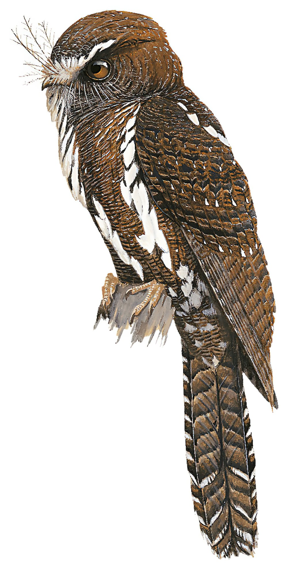 Feline Owlet-nightjar / Aegotheles insignis