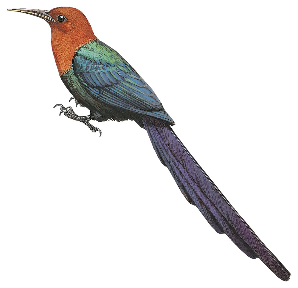 Forest Woodhoopoe / Phoeniculus castaneiceps