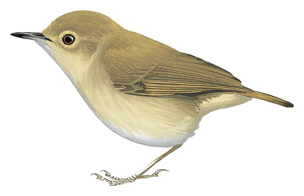 Vogelkop Scrubwren / Sericornis rufescens