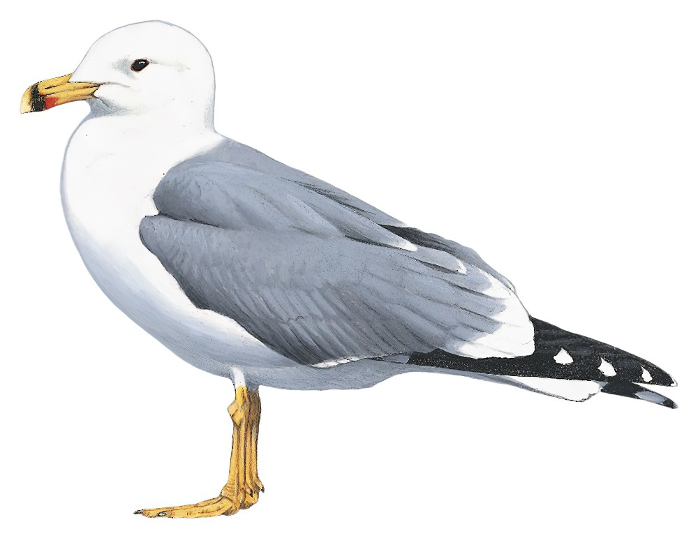 Armenian Gull / Larus armenicus