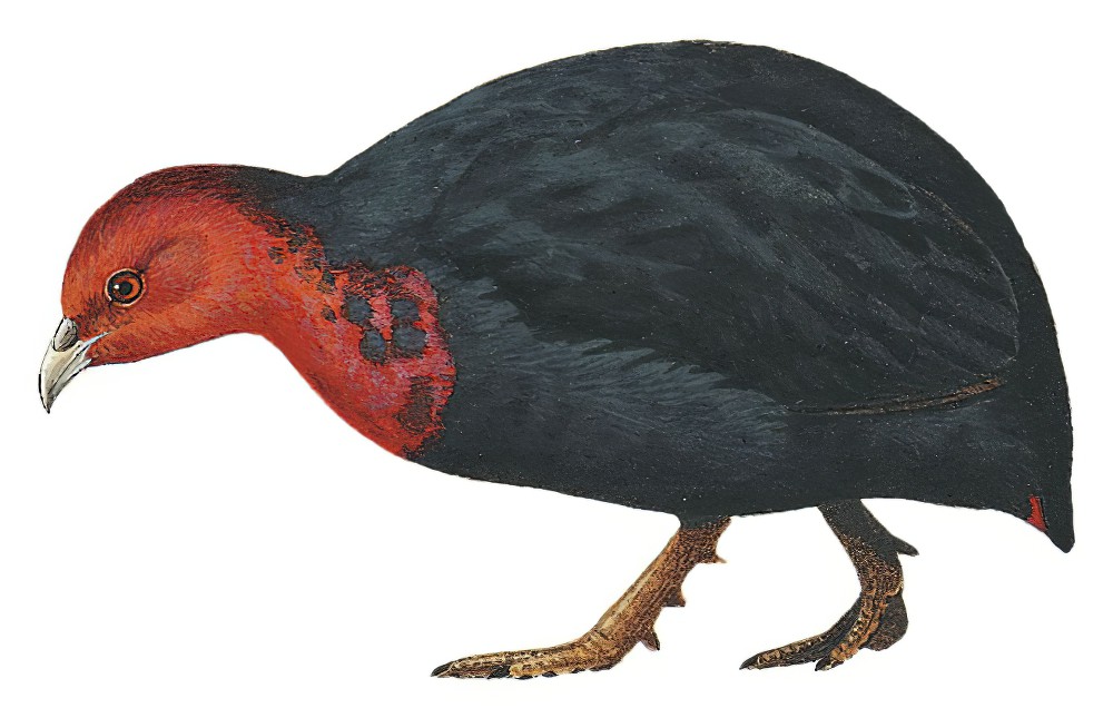 Crimson-headed Partridge / Haematortyx sanguiniceps